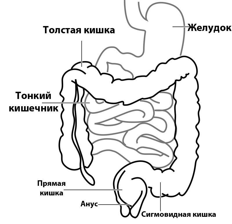 Кал после алкоголя (с кровью, черный, зеленый, белый): причины и что ...